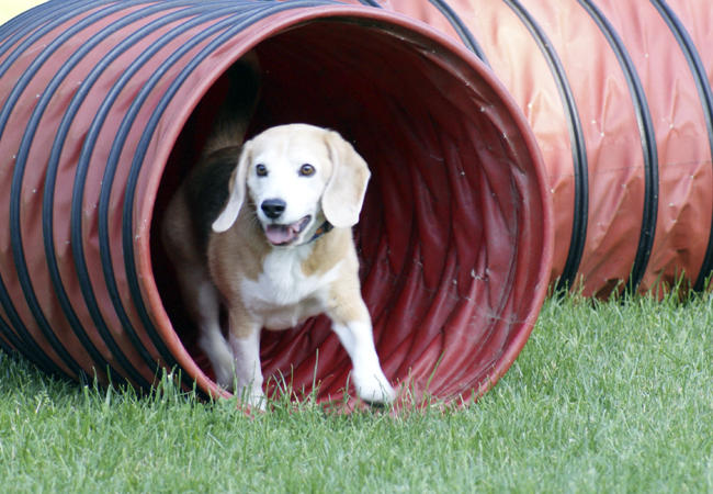 Hund läuft durch einen Agility-Tunnel auf dem Trainingsplatz