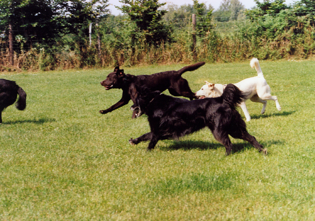 Hunde spielen gemeinsam auf der grünen Wiese